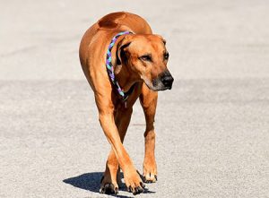 Commandes de base à apprendre au chien