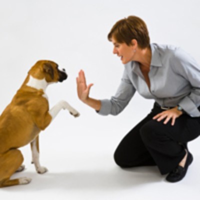 Comment choisir le meilleure comportementaliste canin pour chien