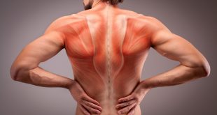 Comment renforcer vos muscles du dos